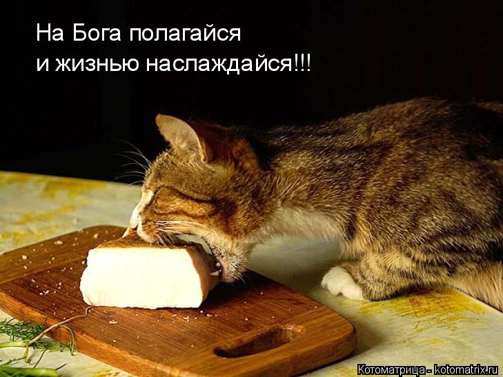На Бога полагайся и жизнью наслаждайся!!!... Котоматрица: На Бога полагайся и жизнью наслаждайся!!!