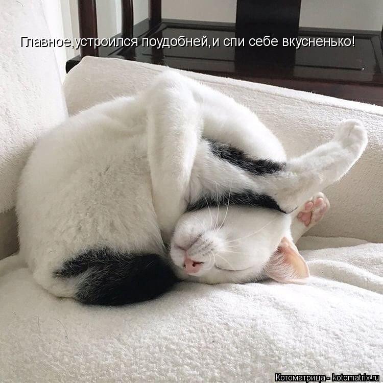 Главное,устроился поудобней,и спи себе вкусненько!... Котоматрица: Главное,устроился поудобней,и спи себе вкусненько!