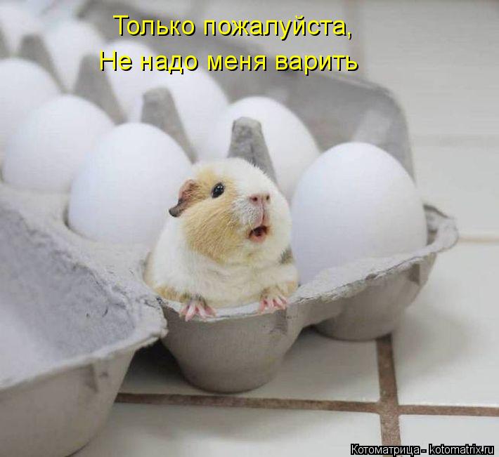 Только пожалуйста, Не надо меня варить... Котоматрица: Только пожалуйста, Не надо меня варить