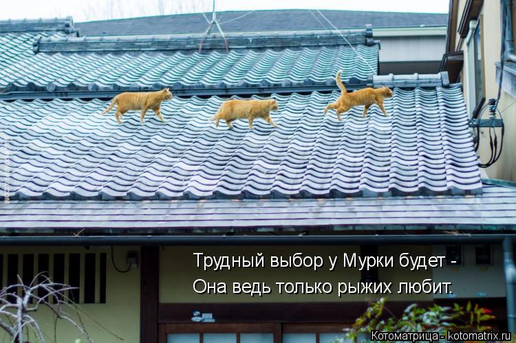 Трудный выбор у Мурки будет - Она ведь только рыжих любит.... Котоматрица: Трудный выбор у Мурки будет - Она ведь только рыжих любит.