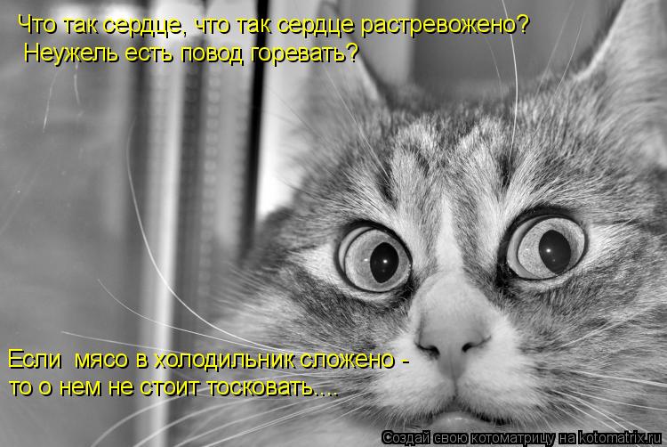 Что так сердце, что так сердце растревожено? Если мясо в холодильник сложено - то о нем не стоит то... Котоматрица: Что так сердце, что так сердце растревожено? Если мясо в холодильник сложено - то о нем не стоит тосковать.... Неужель есть повод горевать?