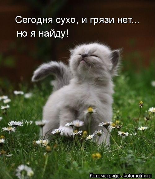 Сегодня сухо, и грязи нет... но я найду!... Котоматрица: Сегодня сухо, и грязи нет... но я найду!