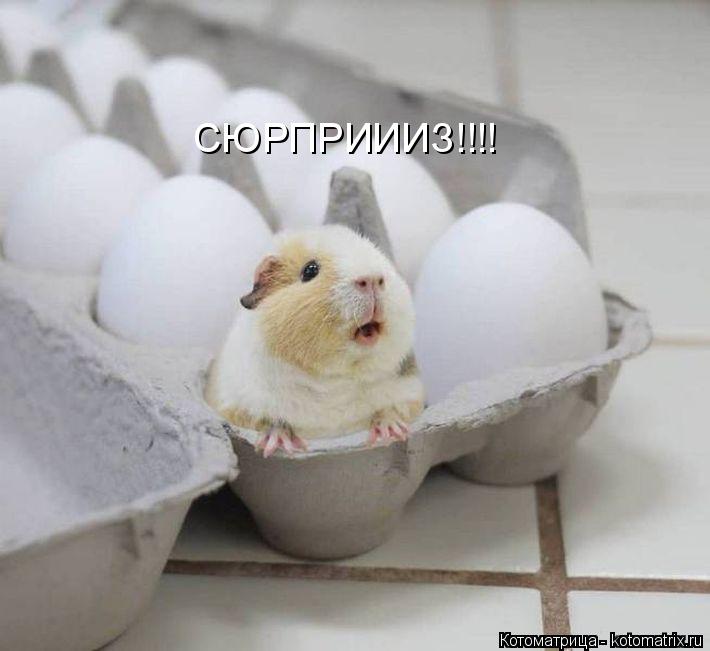 СЮРПРИИИЗ!!!!... Котоматрица: СЮРПРИИИЗ!!!!