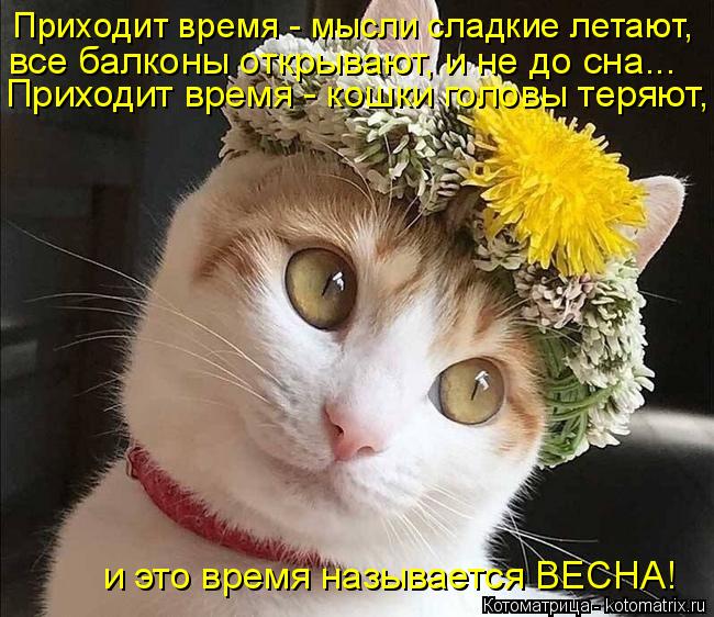 все балконы открывают, и не до сна... Приходит время - кошки головы теряют, и это время называется В... Котоматрица: все балконы открывают, и не до сна... Приходит время - кошки головы теряют, и это время называется ВЕСНА! Приходит время - мысли сладкие летаю?