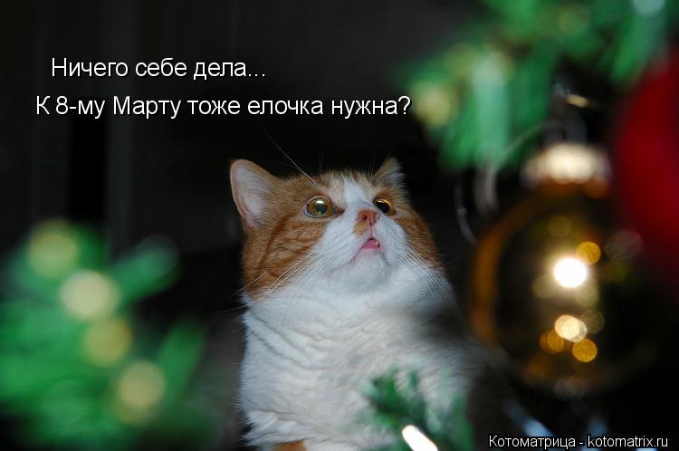 Ничего себе дела... К 8-му Марту тоже елочка нужна?... Котоматрица: Ничего себе дела... К 8-му Марту тоже елочка нужна?