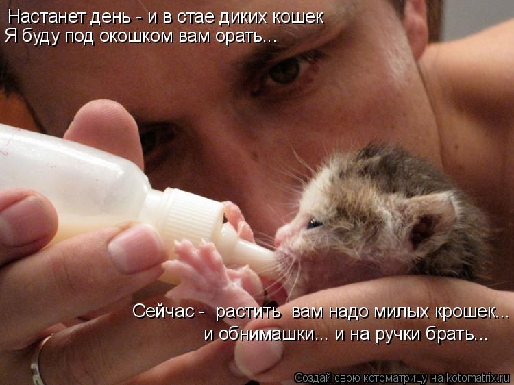 Настанет день - и в стае диких кошек Я буду под окошком вам орать... и обнимашки... и на ручки брать.... Котоматрица: Настанет день - и в стае диких кошек Я буду под окошком вам орать... и обнимашки... и на ручки брать... Сейчас - растить вам надо милых крошек...