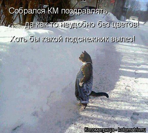 Котоматрица: Собрался КМ поздравлять, да как то неудобно без цветов! Хоть бы какой подснежник вылез!