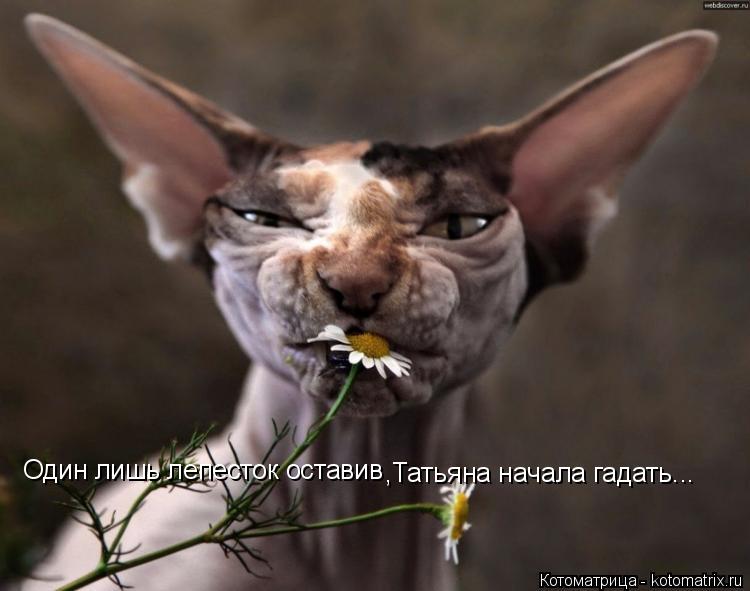 Один лишь лепесток оставив ,Татьяна начала гадать...... Котоматрица: Один лишь лепесток оставив ,Татьяна начала гадать...