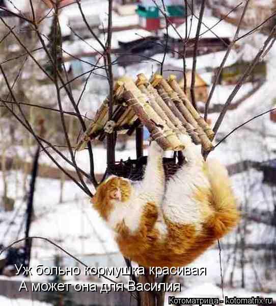 Уж больно кормушка красивая А может она для Василия... Котоматрица: Уж больно кормушка красивая А может она для Василия