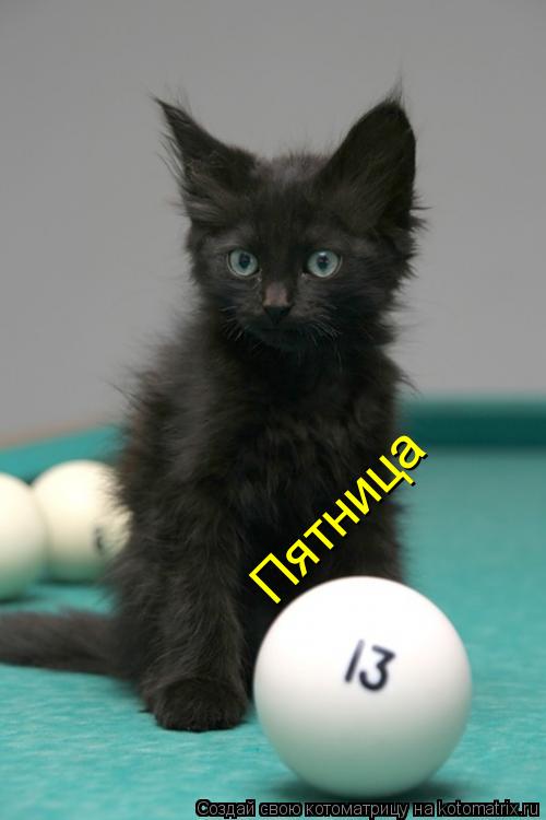 Пятница... Котоматрица: Пятница