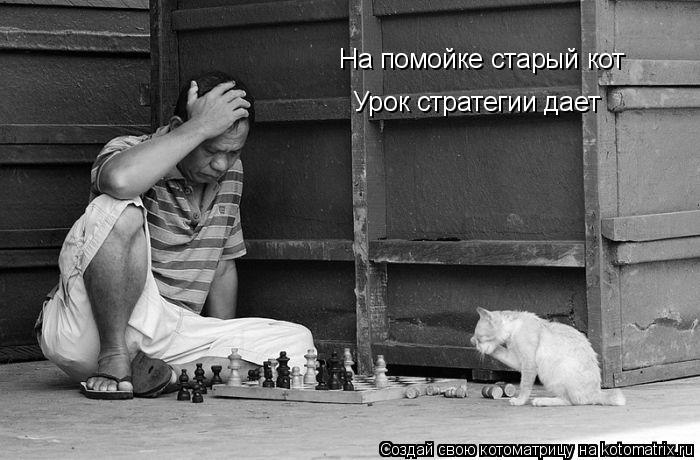 На помойке старый кот Урок стратегии дает... Котоматрица: На помойке старый кот Урок стратегии дает