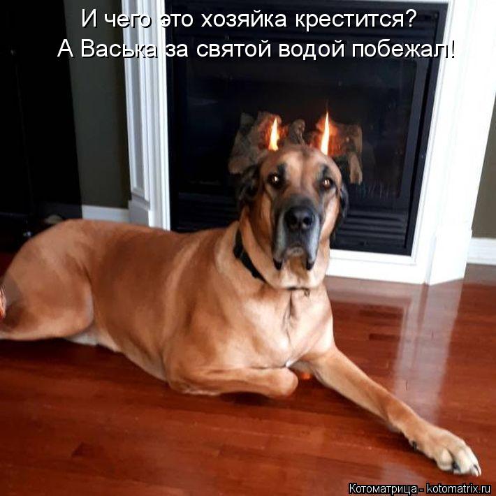 И чего это хозяйка крестится? А Васька за святой водой побежал!... Котоматрица: И чего это хозяйка крестится? А Васька за святой водой побежал!