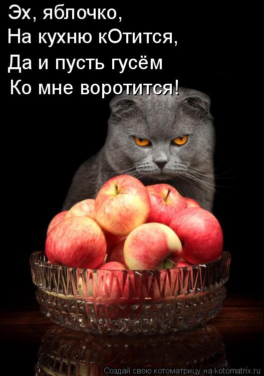 Эх, яблочко, На кухню кОтится, Да и пусть гусём Ко мне воротится!... Котоматрица: Эх, яблочко, На кухню кОтится, Да и пусть гусём Ко мне воротится!