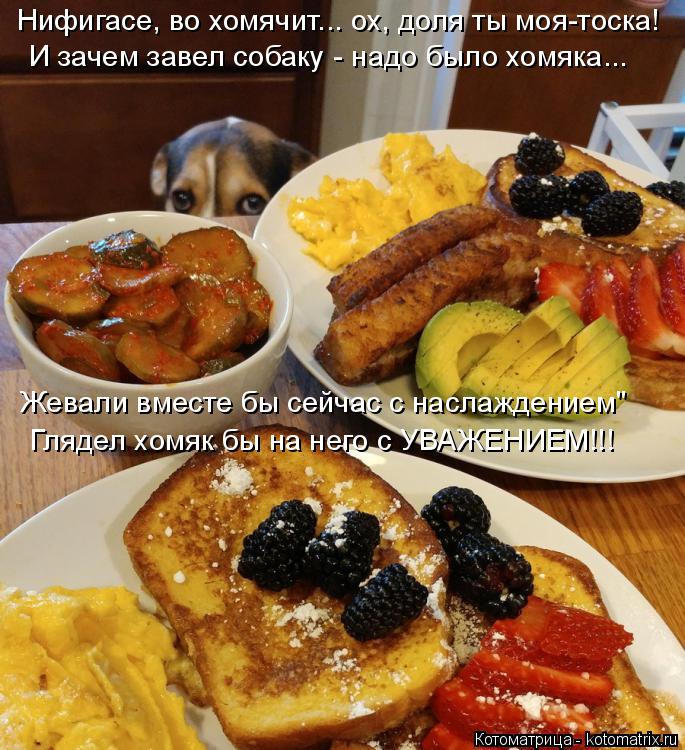 Нифигасе, во хомячит... ох, доля ты моя-тоска! И зачем завел собаку - надо было хомяка... Жевали вмес... Котоматрица: Нифигасе, во хомячит... ох, доля ты моя-тоска! И зачем завел собаку - надо было хомяка... Жевали вместе бы сейчас с наслаждением" Глядел хомяк бы