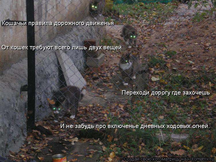 Котоматрица: От кошек требуют всего лишь двух вещей Переходи дорогу где захочешь И не забудь про включенье дневных ходовых огней. Кошачьи правила дорож?