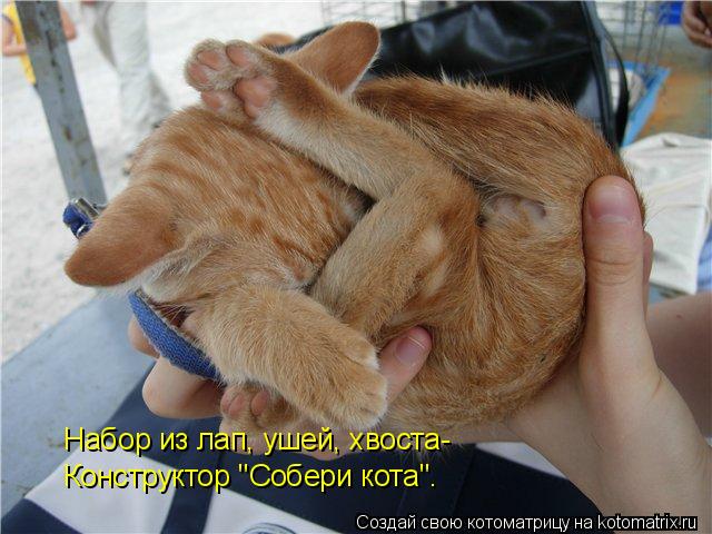 Котоматрица: Набор из лап, ушей, хвоста- Конструктор "Собери кота".