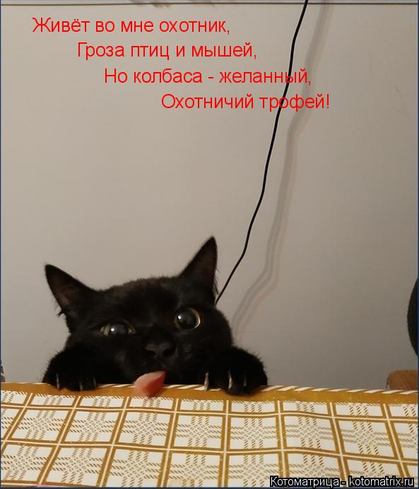 Котоматрица: Живёт во мне охотник,  Гроза птиц и мышей, Но колбаса - желанный, Охотничий трофей!