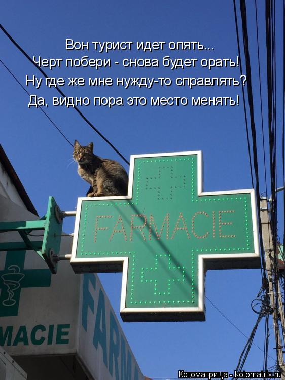 Котоматрица: Черт побери - снова будет орать! Ну где же мне нужду-то справлять? Вон турист идет опять... Да, видно пора это место менять!