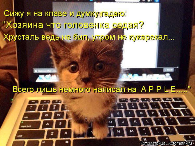 Котоматрица: "Хозяина что головенка седая? Сижу я на клаве и думку гадаю: Хрусталь ведь не бил, утром не кукарекал... Всего лишь немного написал на  A P P L E.....