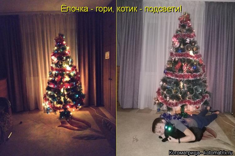 Ёлочка - гори, котик - подсвети!... Котоматрица: Ёлочка - гори, котик - подсвети!