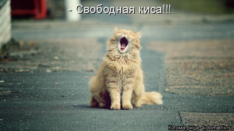 - Свободная киса!!!... Котоматрица: - Свободная киса!!!