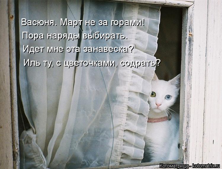 Котоматрица: Васюня. Март не за горами!  Пора наряды выбирать. Идет мне эта занавеска?  Иль ту, с цветочками, содрать?