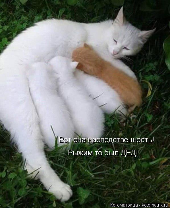 Вот она наследственность! Рыжим то был ДЕД!... Котоматрица: Вот она наследственность! Рыжим то был ДЕД!