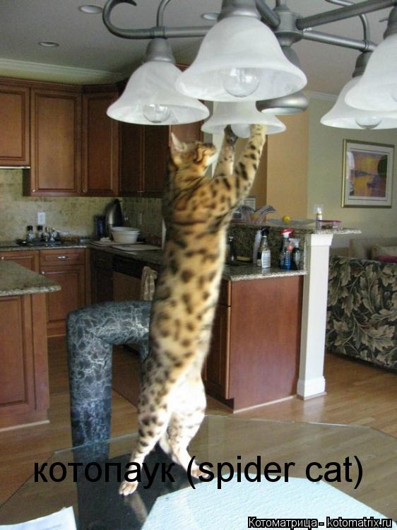 котопаук (spider cat)... Котоматрица: котопаук (spider cat)