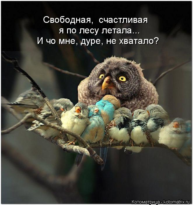 Свободная, счастливая я по лесу летала... И чо мне, дуре, не хватало?... Котоматрица: Свободная, счастливая я по лесу летала... И чо мне, дуре, не хватало?