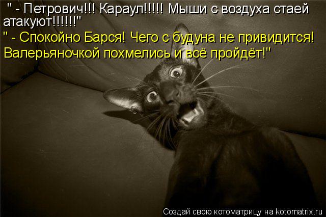 " - Петрович!!! Караул!!!!! Мыши с воздуха стаей атакуют!!!!!!" " - Спокойно Барся! Чего с будуна не ... Котоматрица: " - Петрович!!! Караул!!!!! Мыши с воздуха стаей атакуют!!!!!!" " - Спокойно Барся! Чего с будуна не привидится! Валерьяночкой похмелись и всё пройдё