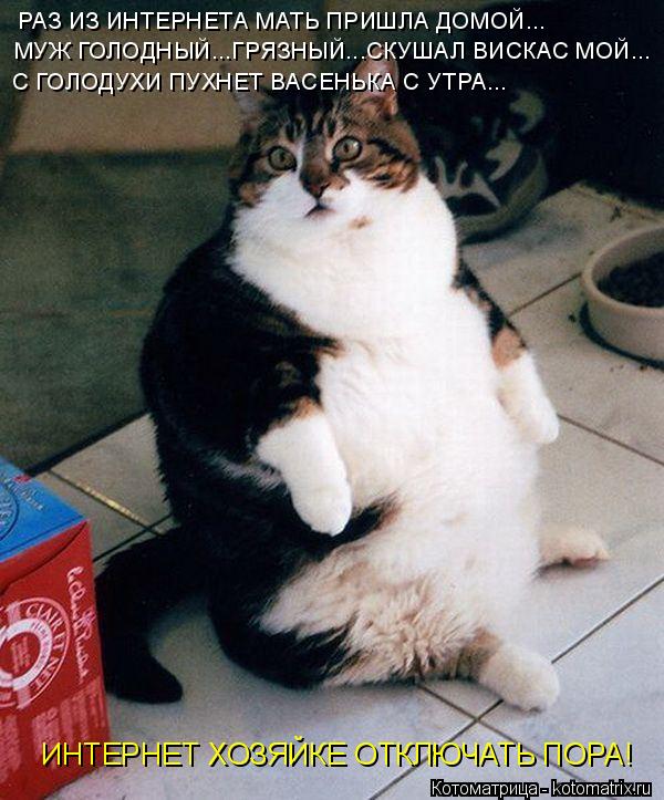 РАЗ ИЗ ИНТЕРНЕТА МАТЬ ПРИШЛА ДОМОЙ... МУЖ ГОЛОДНЫЙ...ГРЯЗНЫЙ...СКУШАЛ ВИСКАС МОЙ... С ГОЛОДУХИ ПУХНЕТ... Котоматрица: РАЗ ИЗ ИНТЕРНЕТА МАТЬ ПРИШЛА ДОМОЙ... МУЖ ГОЛОДНЫЙ...ГРЯЗНЫЙ...СКУШАЛ ВИСКАС МОЙ... С ГОЛОДУХИ ПУХНЕТ ВАСЕНЬКА С УТРА... ИНТЕРНЕТ ХОЗЯЙКЕ ОТКЛЮЧ