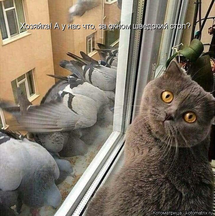 Хозяйка! А у нас что, за окном шведский стол?... Котоматрица: Хозяйка! А у нас что, за окном шведский стол?