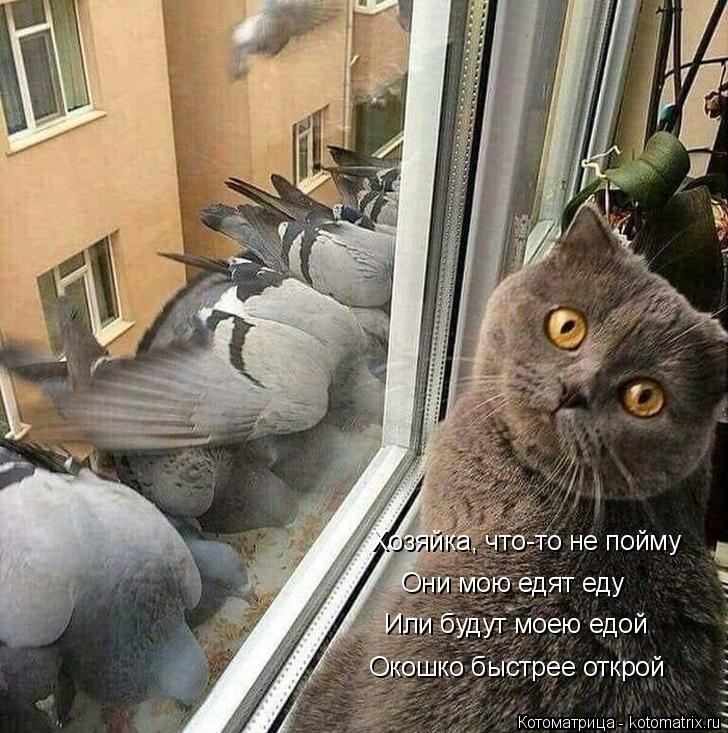 Хозяйка, что-то не пойму Они мою едят еду Или будут моею едой Окошко быстрее открой... Котоматрица: Хозяйка, что-то не пойму Они мою едят еду Или будут моею едой Окошко быстрее открой
