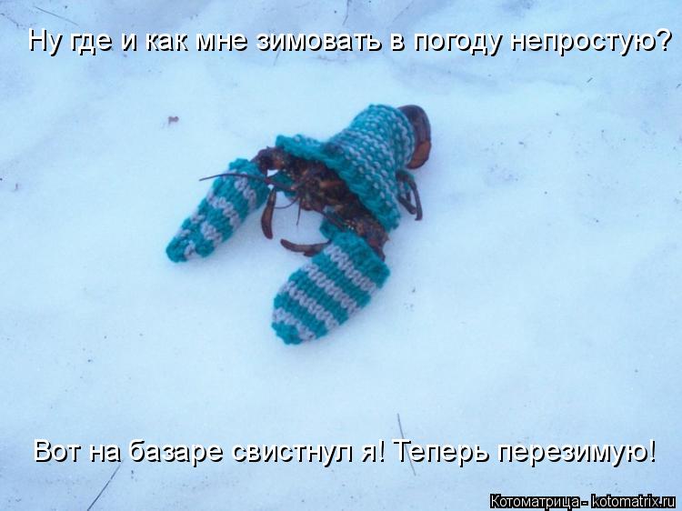 Ну где и как мне зимовать в погоду непростую? Вот на базаре свистнул я! Теперь перезимую!... Котоматрица: Ну где и как мне зимовать в погоду непростую? Вот на базаре свистнул я! Теперь перезимую!