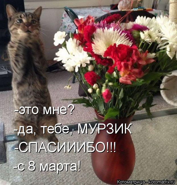 Котоматрица: -это мне? -да, тебе, МУРЗИК -СПАСИИИБО!!! -с 8 марта!