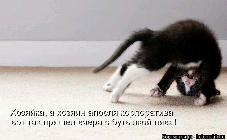 Хозяйка, а хозяин апосля корпоратива вот так пришел вчера с бутылкой пива!... Котоматрица: Хозяйка, а хозяин апосля корпоратива вот так пришел вчера с бутылкой пива!