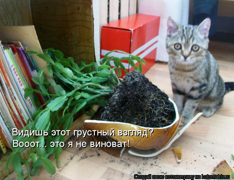 Видишь этот грустный взгляд? Вооот... это я не виноват!... Котоматрица: Видишь этот грустный взгляд? Вооот... это я не виноват!