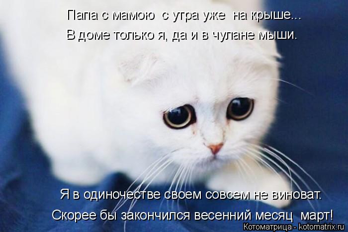 Я в одиночестве своем совсем не виноват. Скорее бы закончился весенний месяц март! Папа с мамою с у... Котоматрица: Я в одиночестве своем совсем не виноват. Скорее бы закончился весенний месяц март! Папа с мамою с утра уже на крыше... В доме только я, да и в