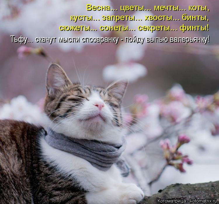 Весна... цветы... мечты... коты, кусты... запреты... хвосты... бинты, Тьфу... скачут мысли спозаранку... Котоматрица: Весна... цветы... мечты... коты, кусты... запреты... хвосты... бинты, Тьфу... скачут мысли спозаранку - пойду выпью валерьянку! Тьфу... скачут мысли сп