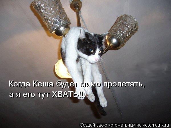 Когда Кеша будет мимо пролетать, а я его тут ХВАТЬ!!!... Котоматрица: Когда Кеша будет мимо пролетать, а я его тут ХВАТЬ!!!