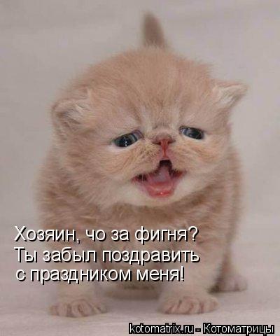 Хозяин, чо за фигня? Ты забыл поздравить с праздником меня!... Котоматрица: Хозяин, чо за фигня? Ты забыл поздравить с праздником меня!