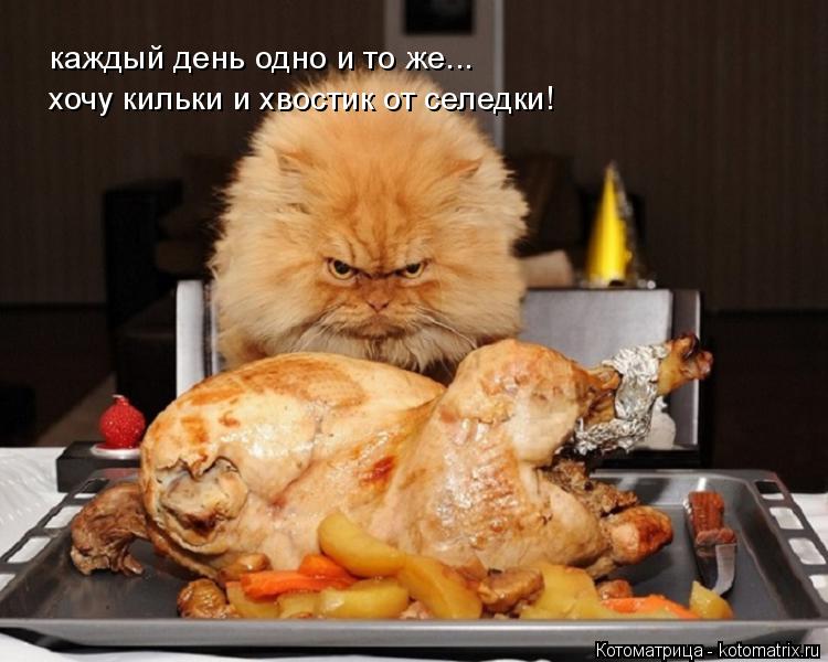 каждый день одно и то же... хочу кильки и хвостик от селедки!... Котоматрица: каждый день одно и то же... хочу кильки и хвостик от селедки!