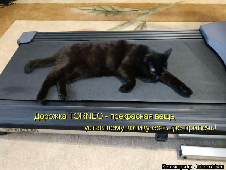 уставшему котику есть где прилечь! Дорожка TORNEO - прекрасная вещь,... Котоматрица: уставшему котику есть где прилечь! Дорожка TORNEO - прекрасная вещь,