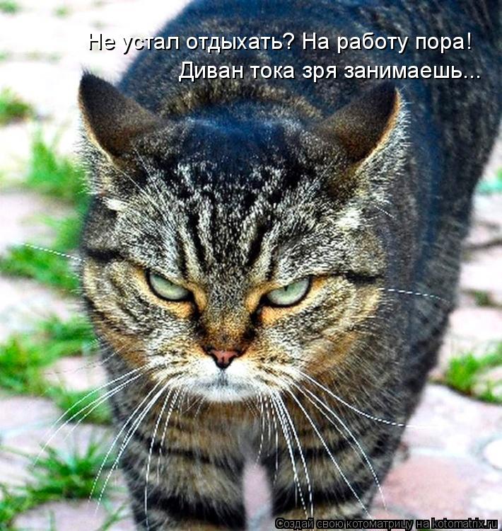 Не устал отдыхать? На работу пора! Диван тока зря занимаешь...... Котоматрица: Не устал отдыхать? На работу пора! Диван тока зря занимаешь...