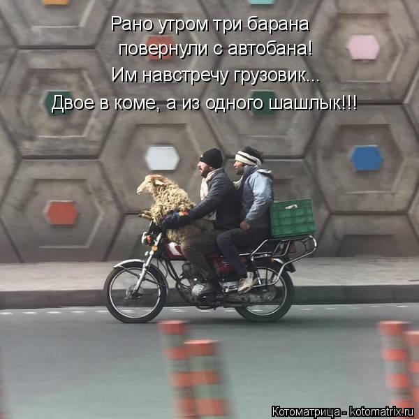 Рано утром три барана повернули с автобана! Им навстречу грузовик... Двое в коме, а из одного шашлык... Котоматрица: Рано утром три барана повернули с автобана! Им навстречу грузовик... Двое в коме, а из одного шашлык!!!