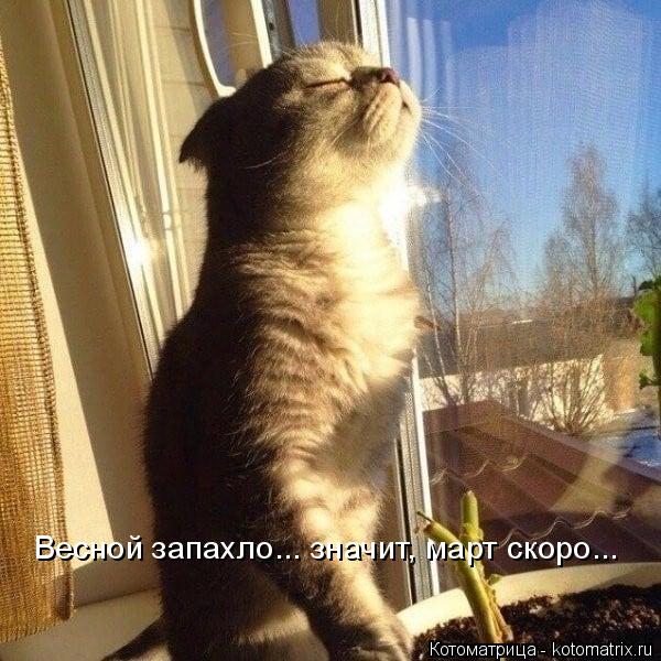 Весной запахло... значит, март скоро...... Котоматрица: Весной запахло... значит, март скоро...