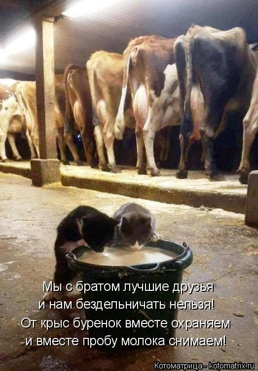 Мы с братом лучшие друзья и нам бездельничать нельзя! От крыс буренок вместе охраняем и вместе пробу ... Котоматрица: Мы с братом лучшие друзья и нам бездельничать нельзя! От крыс буренок вместе охраняем и вместе пробу молока снимаем!