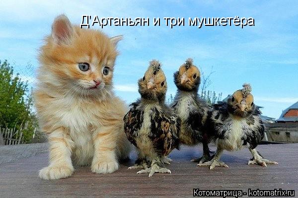 Д'Артаньян и три мушкетёра... Котоматрица: Д'Артаньян и три мушкетёра
