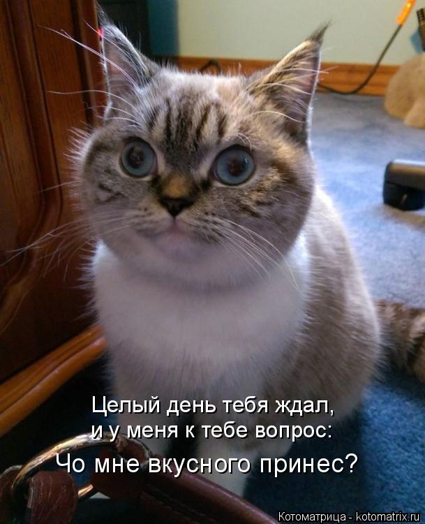 Целый день тебя ждал, и у меня к тебе вопрос: Чо мне вкусного принес?... Котоматрица: Целый день тебя ждал, и у меня к тебе вопрос: Чо мне вкусного принес?