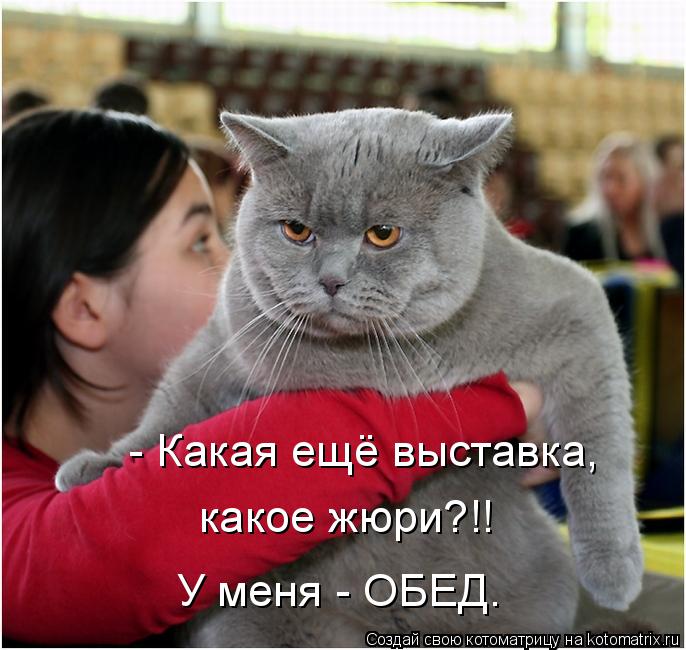 какое жюри?!! У меня - ОБЕД. - Какая ещё выставка,... Котоматрица: какое жюри?!! У меня - ОБЕД. - Какая ещё выставка,